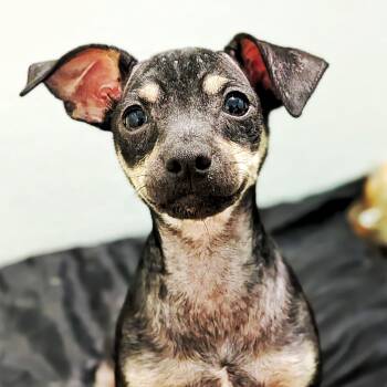 Prius -  Chihuahua Dog for Adoption in Eustis, Florida - Prius | PetCurious
