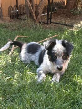 Maloura -  Australian Cattle Dog Blue Heeler Dog for Adoption in Fort Lupton, Colorado - Maloura | PetCurious