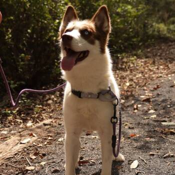 Husky Dogs Available for Adoption in Harrisonburg, Virginia - Calypso | PetCurious