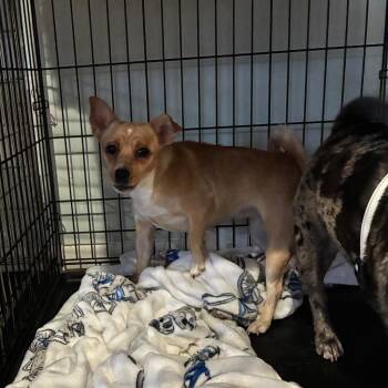 Miracle -  Toy Fox Terrier and Chihuahua Dog for Adoption in Pine Grove, Pennsylvania - Miracle | PetCurious