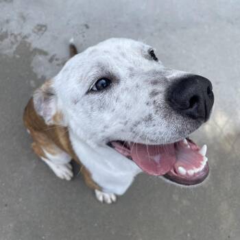 Hugo -  Cattle Dog and Mixed Breed Dog for Adoption in South Haven, Michigan - Hugo | PetCurious