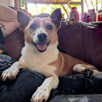 Matchstick -  Jack Russell Terrier and Beagle Dog for Adoption in Greenville, South Carolina - Matchstick | PetCurious