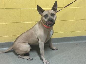 Pit Bull Terrier and Mixed Breed Dogs Available for Adoption in Colorado Springs, Colorado - SCOOBY | PetCurious