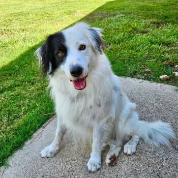 Leonidas -  Border Collie Dog for Adoption in The Woodlands, Texas - Leonidas | PetCurious