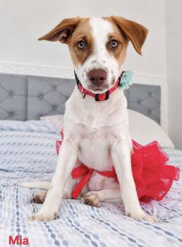 Mia -  Jack Russell Terrier Dog for Adoption in Glen Rock, New Jersey - Mia | PetCurious