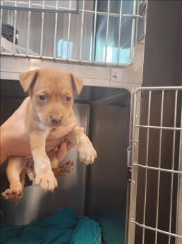 Rescue Labrador Retriever and Australian Cattle Dog Blue Heeler Dogs for Adoption in Houston, Texas - A645144 | PetCurious