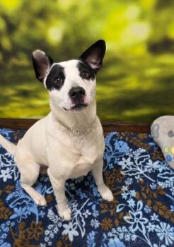 Labrador Retriever Dogs Available for Adoption - Angelou | PetCurious