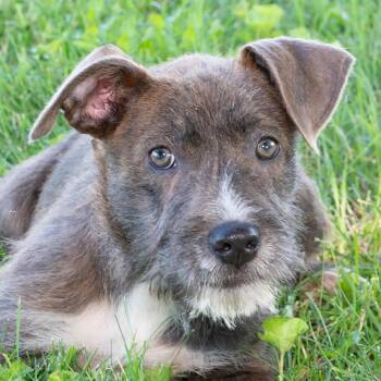 Frank -  Pit Bull Terrier and Terrier Dog for Adoption in Troy, Ohio - Frank | PetCurious