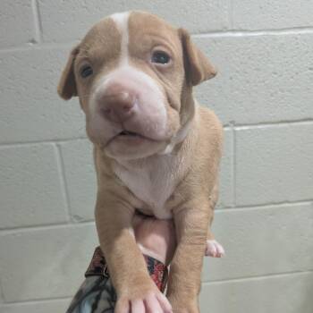 Winsor -  Boxer and Pit Bull Terrier Dog for Adoption in Smithville, Tennessee - Winsor | PetCurious