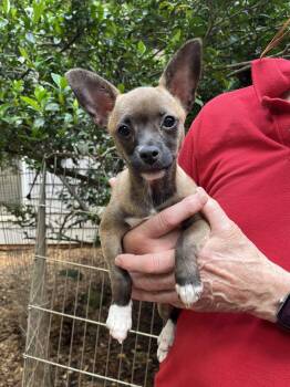 Independence -  Corgi and Border Collie Dog for Adoption in Greensboro, Georgia - Independence | PetCurious
