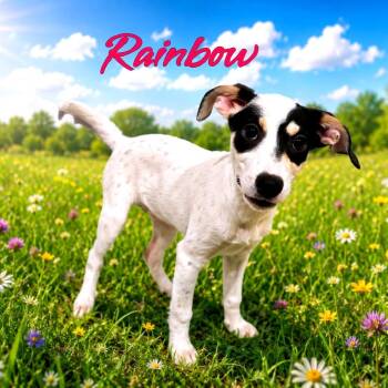 Rainbow -  Mixed Breed Dog for Adoption in Joliet, Illinois - Rainbow | PetCurious