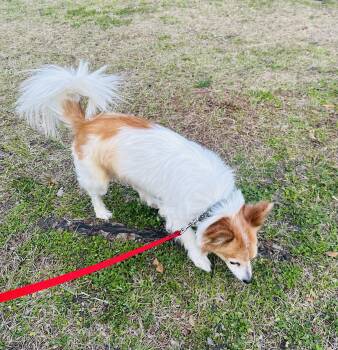 Mark -  Papillon Dog for Adoption in Brooks, Maine - Mark | PetCurious