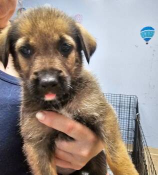 Natasha -  Hound and Terrier Dog for Adoption in Gilberts, Illinois - Natasha | PetCurious