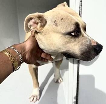 A657342 -  Pit Bull Terrier and Mixed Breed Dog for Adoption in Houston, Texas - A657342 | PetCurious