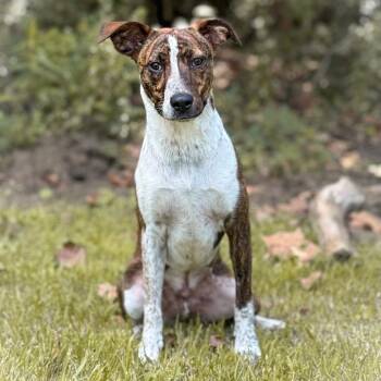 Australian Cattle Dog Blue Heeler and Mixed Breed Dogs Available for Adoption in Lucedale, Mississippi - Lefty | PetCurious