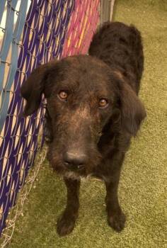 Blaise -  Standard Poodle and Mixed Breed Dog for Adoption in Fort Worth, Texas - Blaise | PetCurious