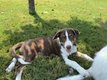 Rescue Border Collie Dogs for Adoption in Lucas, Texas - Solo #1207 | PetCurious