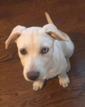 Rooiboos -  Australian Cattle Dog Blue Heeler and Retriever Dog for Adoption in Fort Lupton, Colorado - Rooiboos | PetCurious