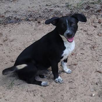 Shorty -  Mixed Breed Dog for Adoption in Jena, Louisiana - Shorty | PetCurious