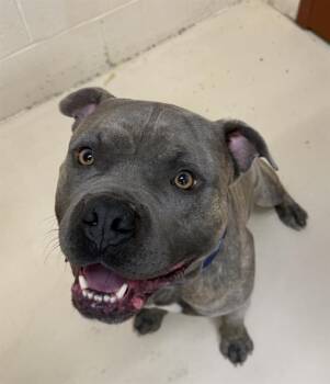 Pit Bull Terrier and Mixed Breed Dogs Available for Adoption in Aliquippa, Pennsylvania - FOSSIL | PetCurious