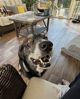 Harley- Anyone with a big heart for an older boy -  Black Labrador Retriever Dog for Adoption in Conway, South Carolina - Harley- Anyone With A Big Heart For An Older Boy | PetCurious