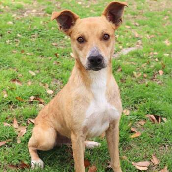 Labrador Retriever Dogs Available for Adoption - Monty | PetCurious