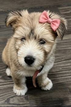Maggie Harris -  Wheaten Terrier Dog for Adoption in Sumter, South Carolina - Maggie Harris | PetCurious