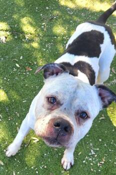 Pit Bull Terrier Dogs Available for Adoption - Beefy | PetCurious