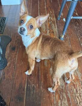 Rescue Chihuahua Dogs for Adoption in Berlin, New Jersey - Chico | PetCurious