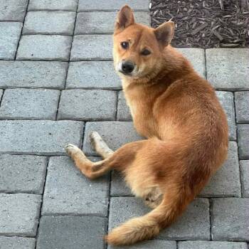 Rescue Shiba Inu Dogs for Adoption in Lakewood Ranch, Florida - Penny | PetCurious