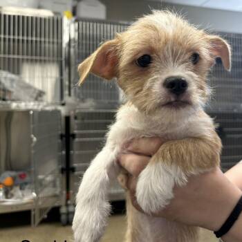 Sophie -  Mixed Breed Dog for Adoption in Knoxville, Tennessee - Sophie | PetCurious