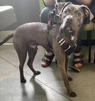 Pit Bull Terrier Dogs Available for Adoption in Lawrenceville, Georgia - Pen 210 Jarren | PetCurious