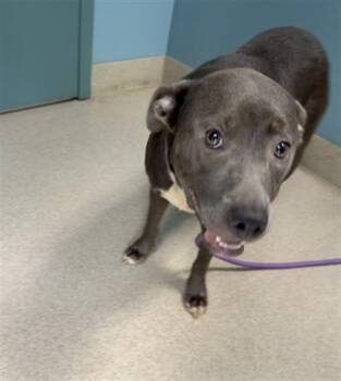 Pit Bull Terrier and Mixed Breed Dogs Available for Adoption in Newton, North Carolina - NALA | PetCurious