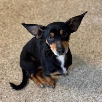 Chihuahua and Mixed Breed Dogs Available for Adoption - Gumbo | PetCurious