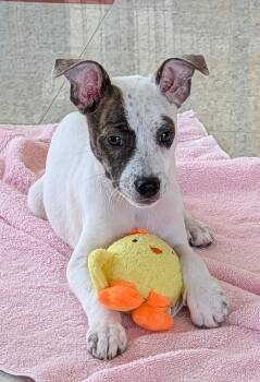 Pit Bull Terrier Dogs Available for Adoption in Plano, Texas - Faith A217415 | PetCurious