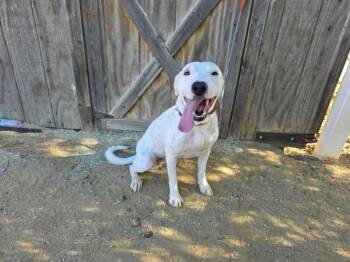 Winnie -  Dogo Argentino and Mixed Breed Dog Available for Adoption in Severance, Colorado - Winnie | PetCurious