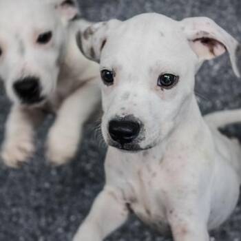 Pappy -  English Bulldog and Mixed Breed Dog for Adoption in Atlanta, Georgia - Pappy | PetCurious
