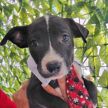 Jackson -  Labrador Retriever Dog for Adoption in Washington, District Of Columbia - Jackson | PetCurious