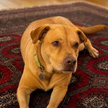 Pickles - Handsome, Sweet Boy, Loves Cuddles and Great with Dogs -  Labrador Retriever Dog for Adoption in Houston, Texas - Pickles - Handsome, Sweet Boy, Loves Cuddles And Great With Dogs | PetCurious