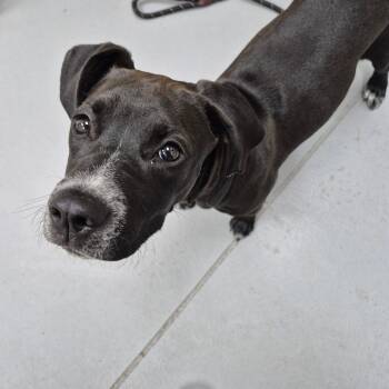 Mixed Breed Dogs Available for Adoption - Tagalong 3637 | PetCurious