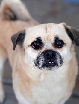 Nemo -  Pug and Pomeranian Dog for Adoption in Valparaiso, Indiana - Nemo | PetCurious