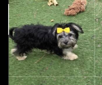 Molly -  Maltipoo Dog for Adoption in Fallbrook, California - Molly | PetCurious