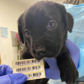 Bailey Nune -  Mixed Breed Dog for Adoption in Charleston, West Virginia - Bailey Nune | PetCurious