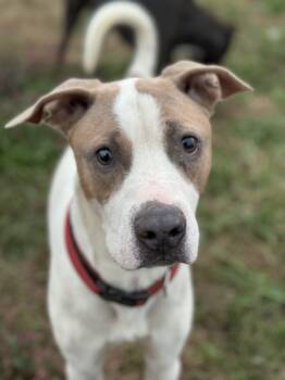 Rescue Labrador Retriever and Pit Bull Terrier Dogs for Adoption in Burlington, New Jersey - Tank | PetCurious