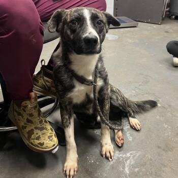 Mixed Breed Dogs Available for Adoption - Mike | PetCurious