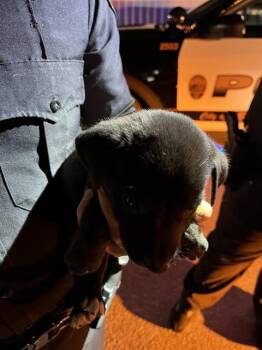 German Shepherd Dog and Mixed Breed Dogs Available for Adoption in Doral, Florida - CITY | PetCurious