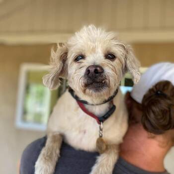 Penelope -  Terrier Dog Available for Adoption in Ramona, California - Penelope | PetCurious