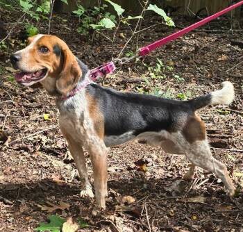 Martin -  Beagle Dog for Adoption in Lexington, Massachusetts - Martin | PetCurious