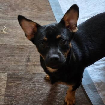 Joe -  Chihuahua and Dachshund Dog for Adoption in Otisfield, Maine - Joe | PetCurious