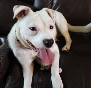 Felix -  Spaniel and Mixed Breed Dog for Adoption in Minneapolis, Minnesota - Felix | PetCurious